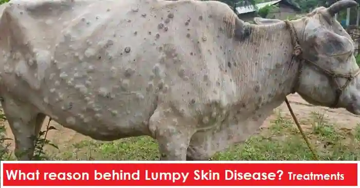 What is the cause of Lumpy Skin Infection?